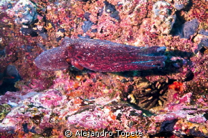 Octopus Scape, Galapagos Ecuador by Alejandro Topete 